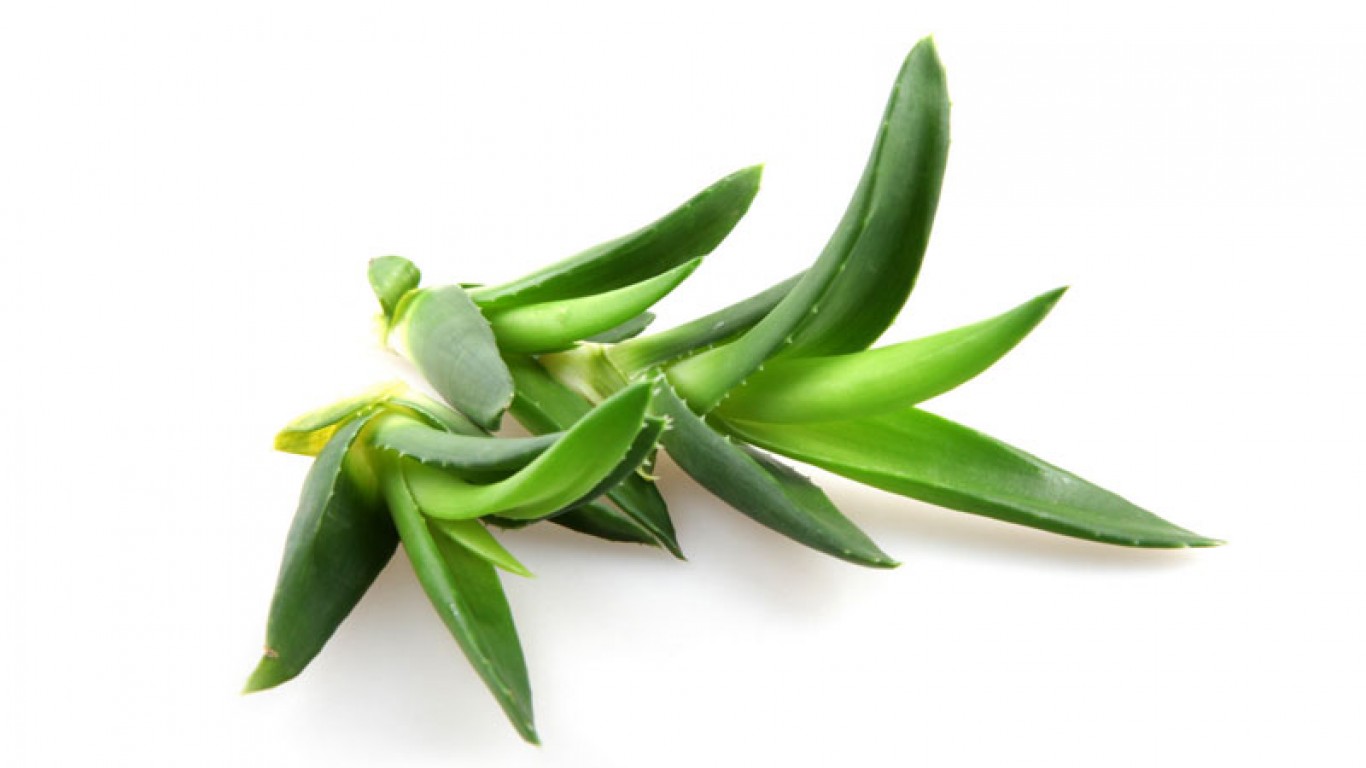 Aloe Aloe